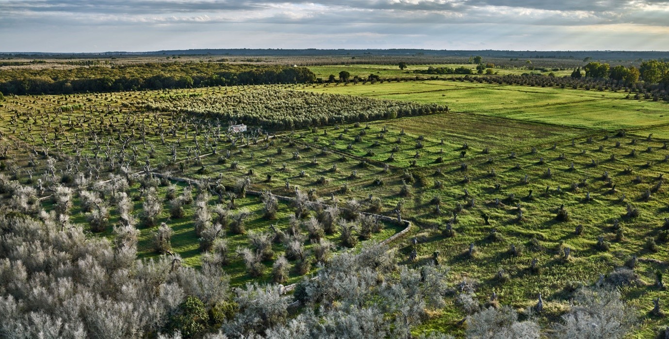 Athora announces reforestation initiative